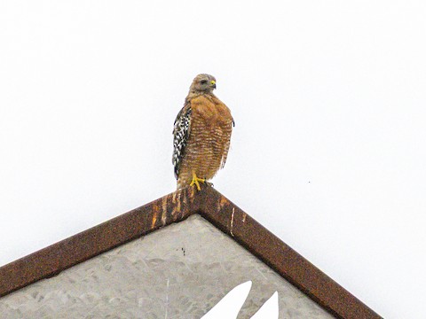 Red-shouldered Hawk - James Kendall