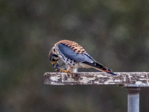 American Kestrel - James Kendall