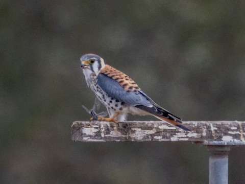 American Kestrel - James Kendall