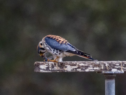 American Kestrel - James Kendall