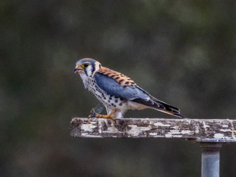 American Kestrel - James Kendall