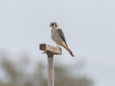 American Kestrel - James Kendall
