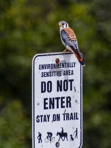 American Kestrel - James Kendall