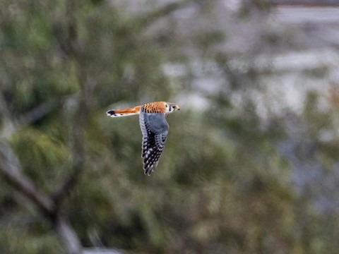 American Kestrel - James Kendall