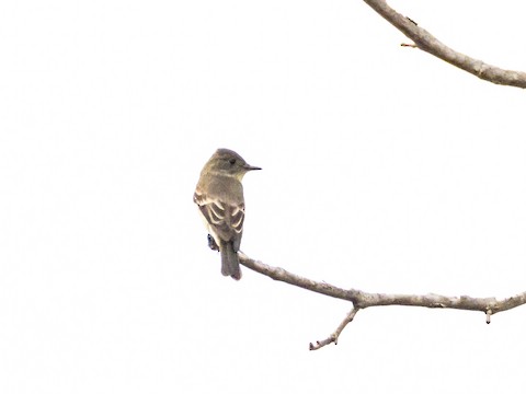Western Wood-Pewee - James Kendall