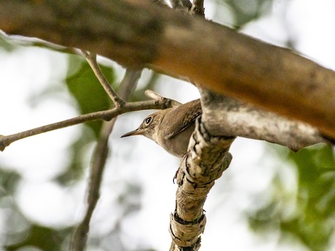 Northern House Wren - James Kendall