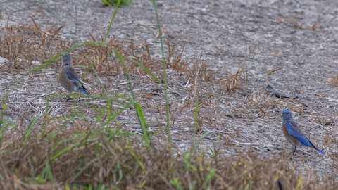 Western Bluebird - James Kendall