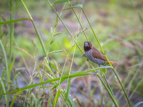 Scaly-breasted Munia - James Kendall