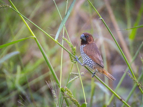 Scaly-breasted Munia - James Kendall