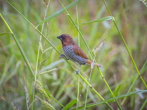 Scaly-breasted Munia - James Kendall