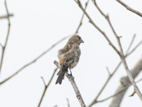 House Finch - James Kendall