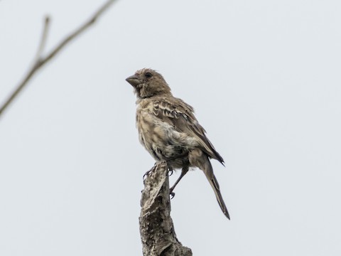 House Finch - James Kendall