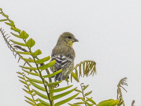 Lesser Goldfinch - James Kendall