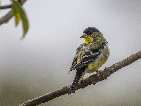 Lesser Goldfinch - James Kendall