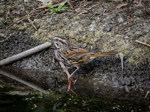 Song Sparrow - James Kendall