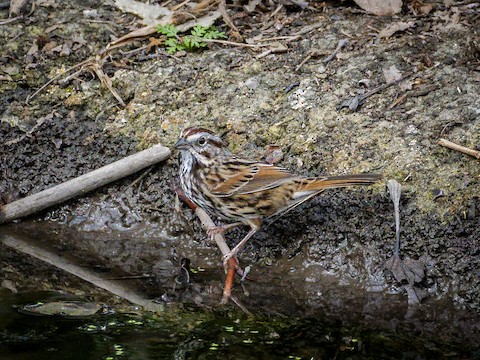 Song Sparrow - James Kendall