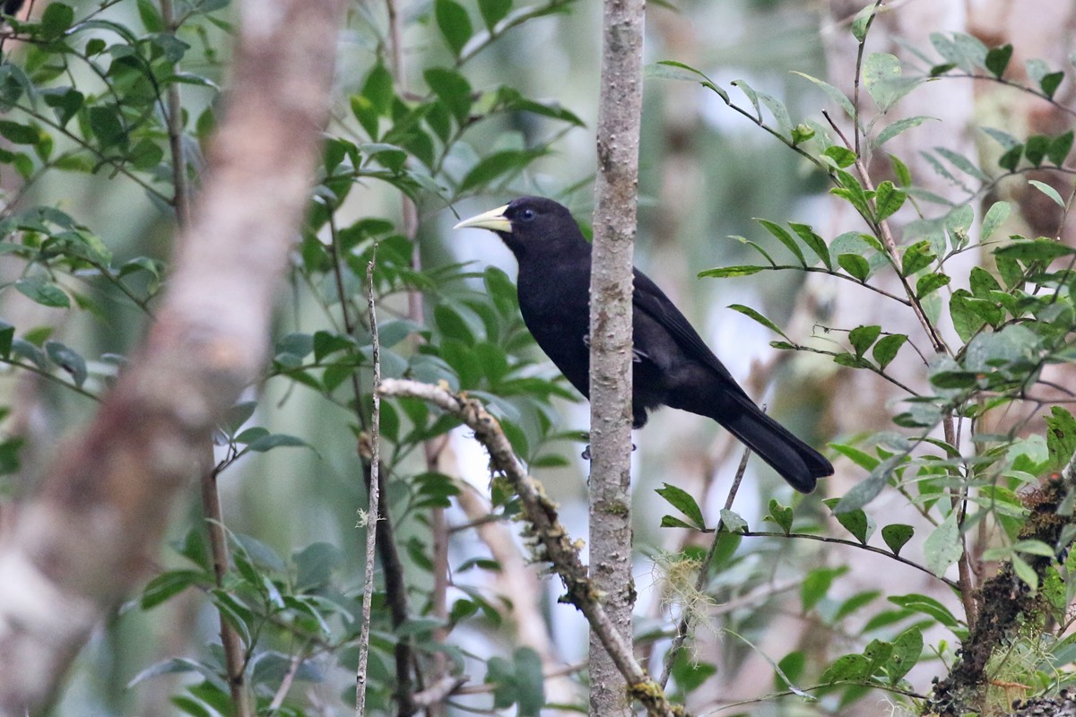 Red-rumped Cacique - Charley Hesse TROPICAL BIRDING