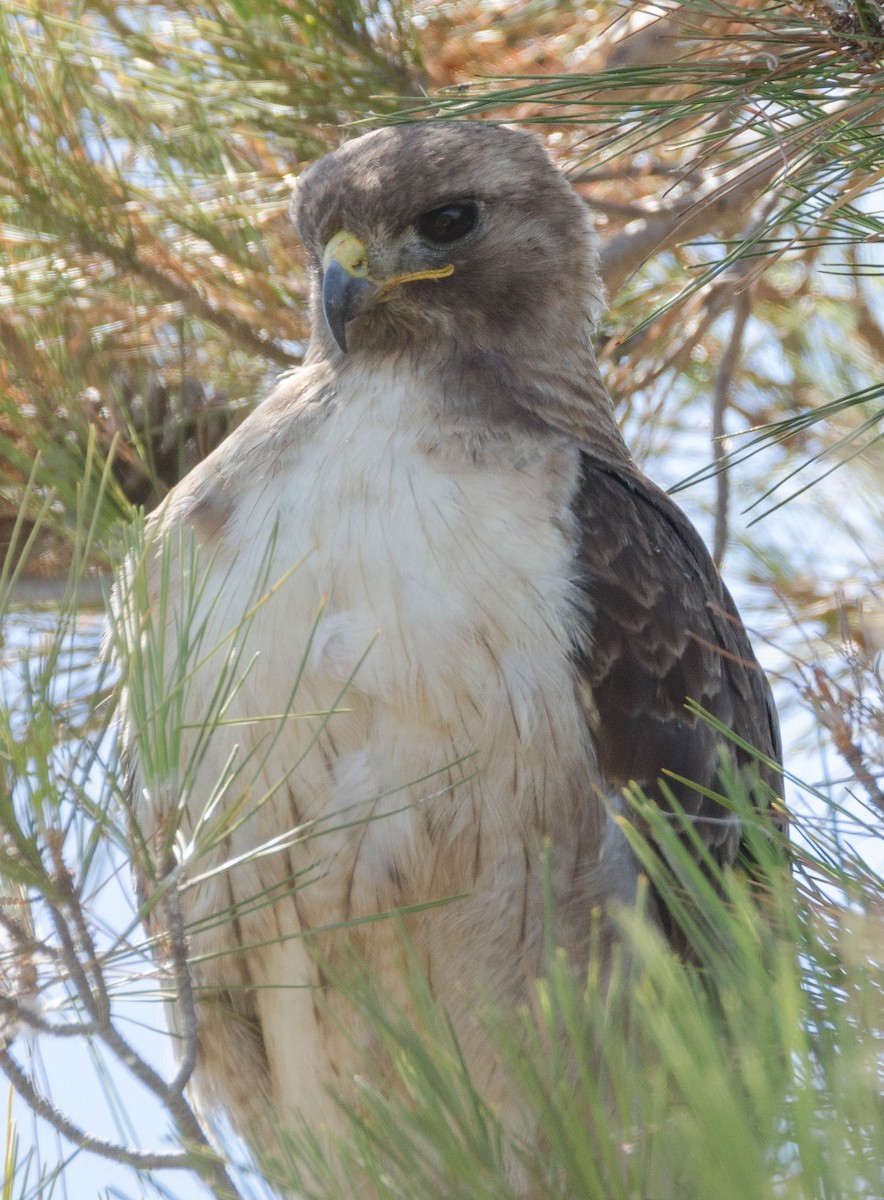 Red-tailed Hawk - Margaret & Fred Parkes