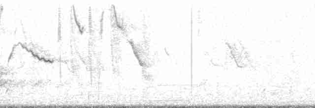 Crested Bobwhite (Crested) - ML64102