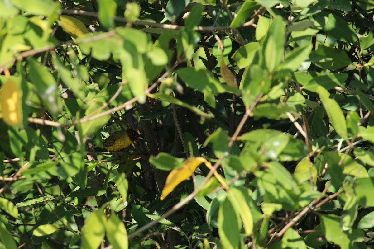 Yellow Warbler (Mangrove) - Jonathan Vargas
