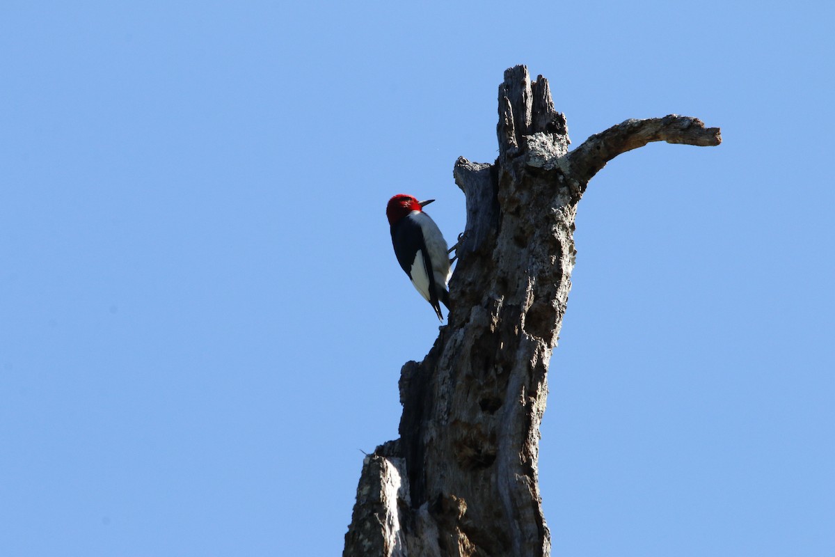 Red-headed Woodpecker - ML64103621