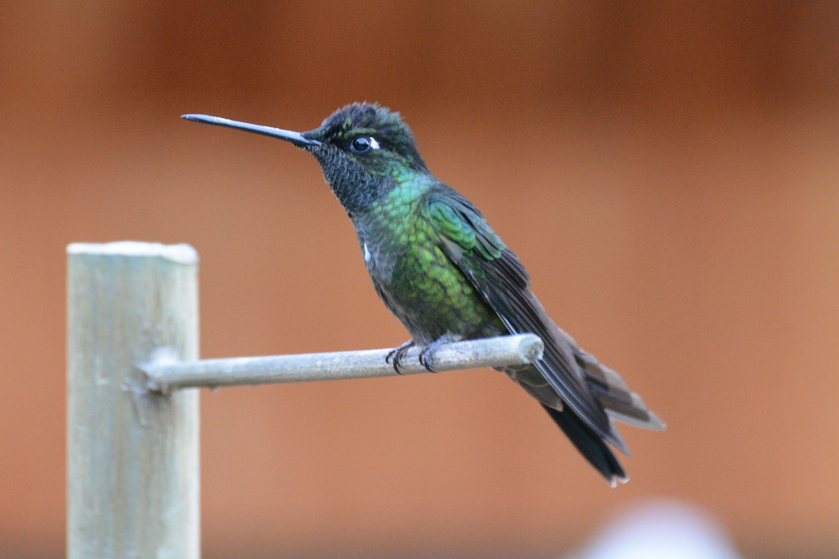 Talamanca Hummingbird - Janet Rathjen