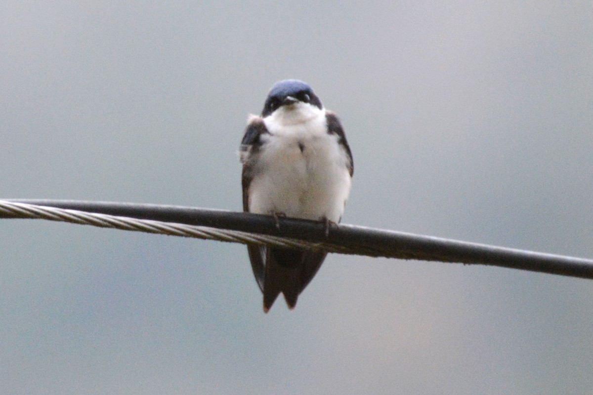 Blue-and-white Swallow - Janet Rathjen