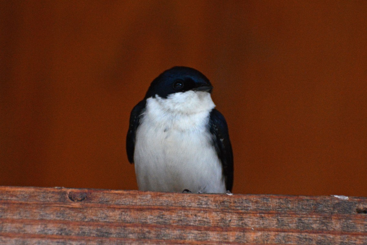 Blue-and-white Swallow - ML64106351