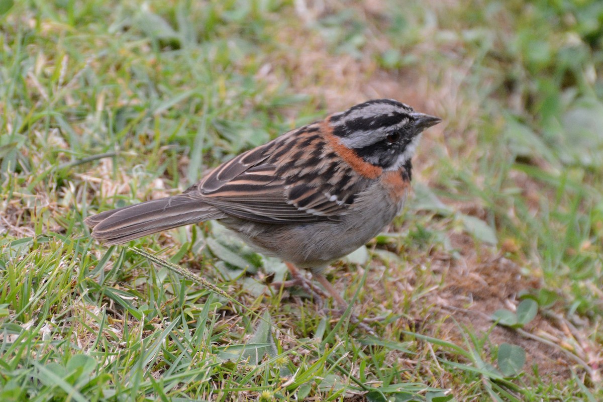 Rufous-collared Sparrow - ML64107471