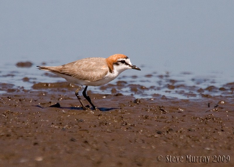 Red-capped Plover - ML64108421