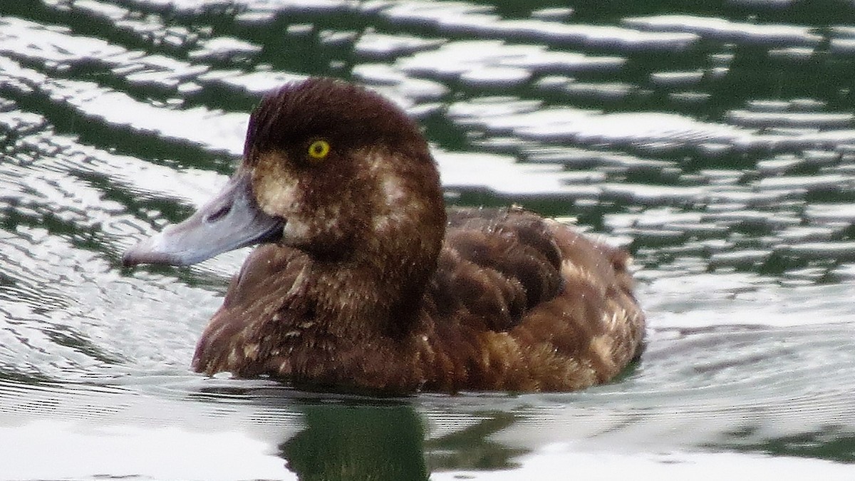 Greater Scaup - Michael Barry