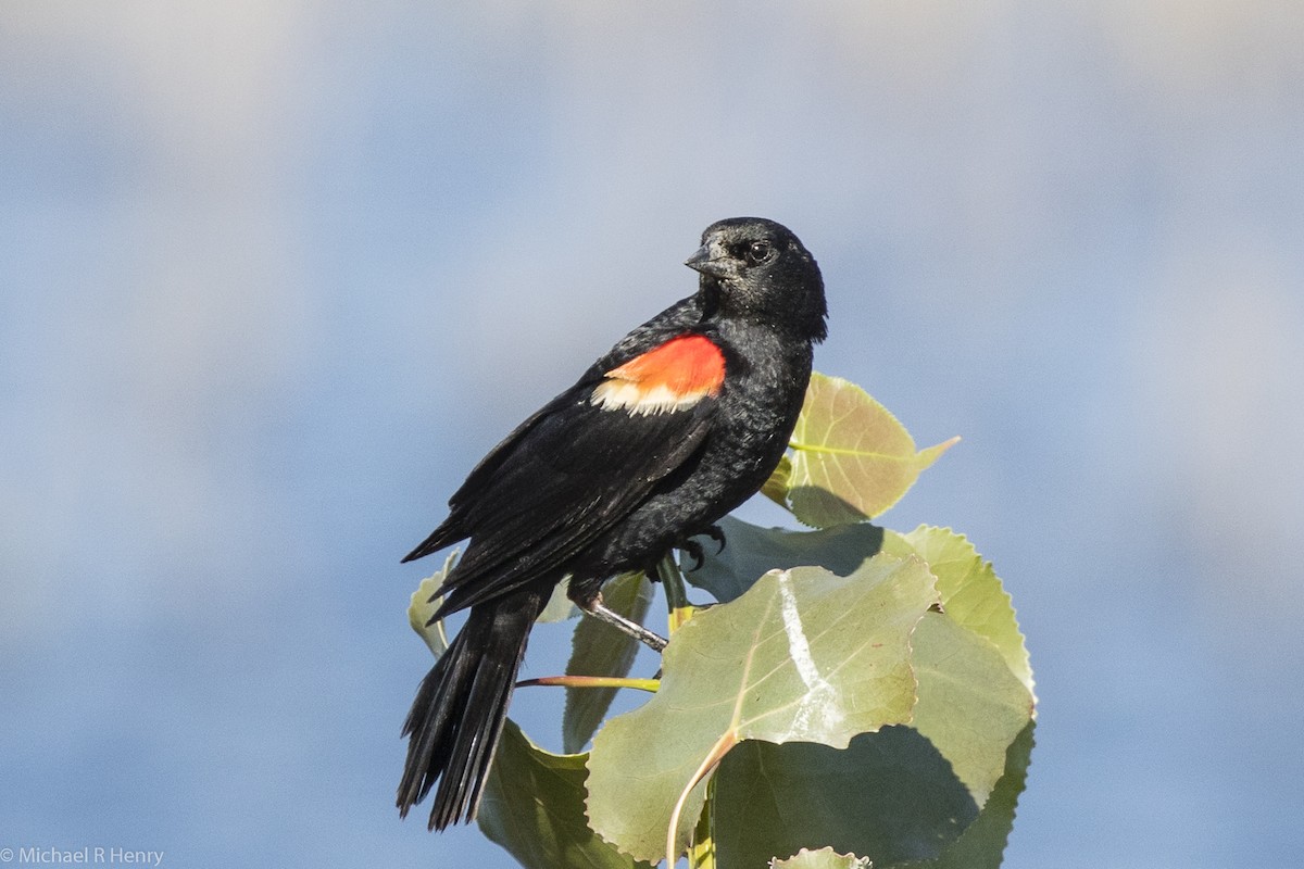 Red-winged Blackbird - Michael Henry