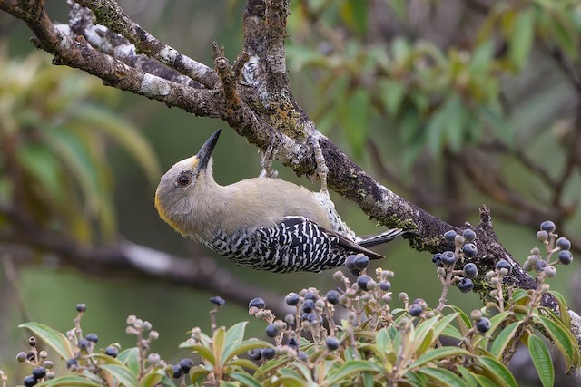 Hoffmann's Woodpecker