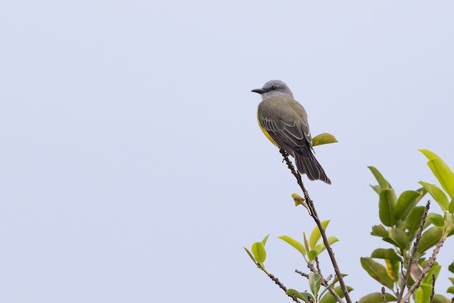 Tropical Kingbird
