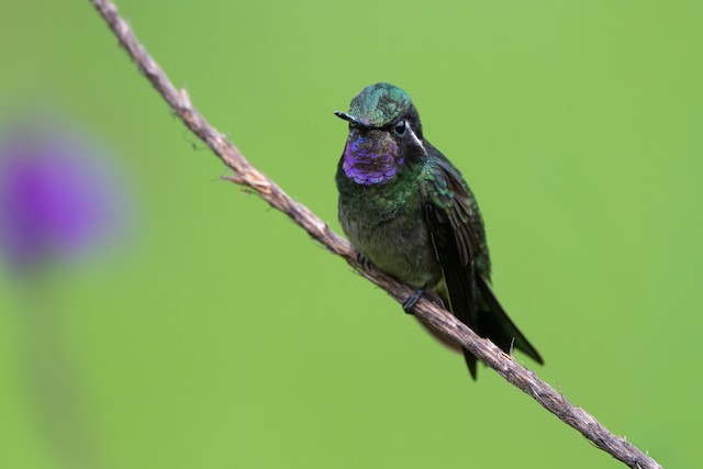 Purple-throated Mountain-gem