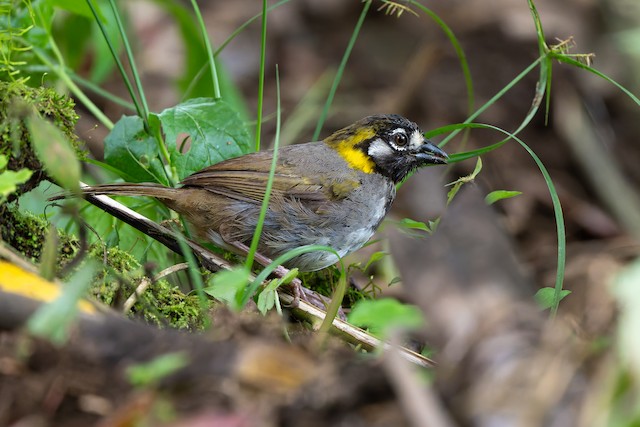 White-eared Ground-Sparrow