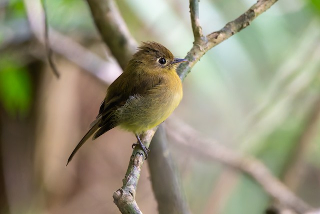 Yellowish Flycatcher