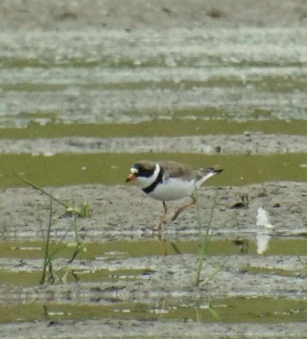 Semipalmated Plover - ML64118131
