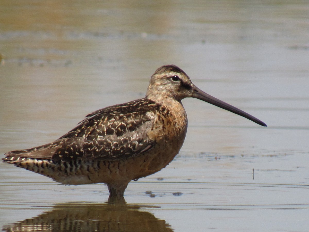Long-billed Dowitcher - ML64118241
