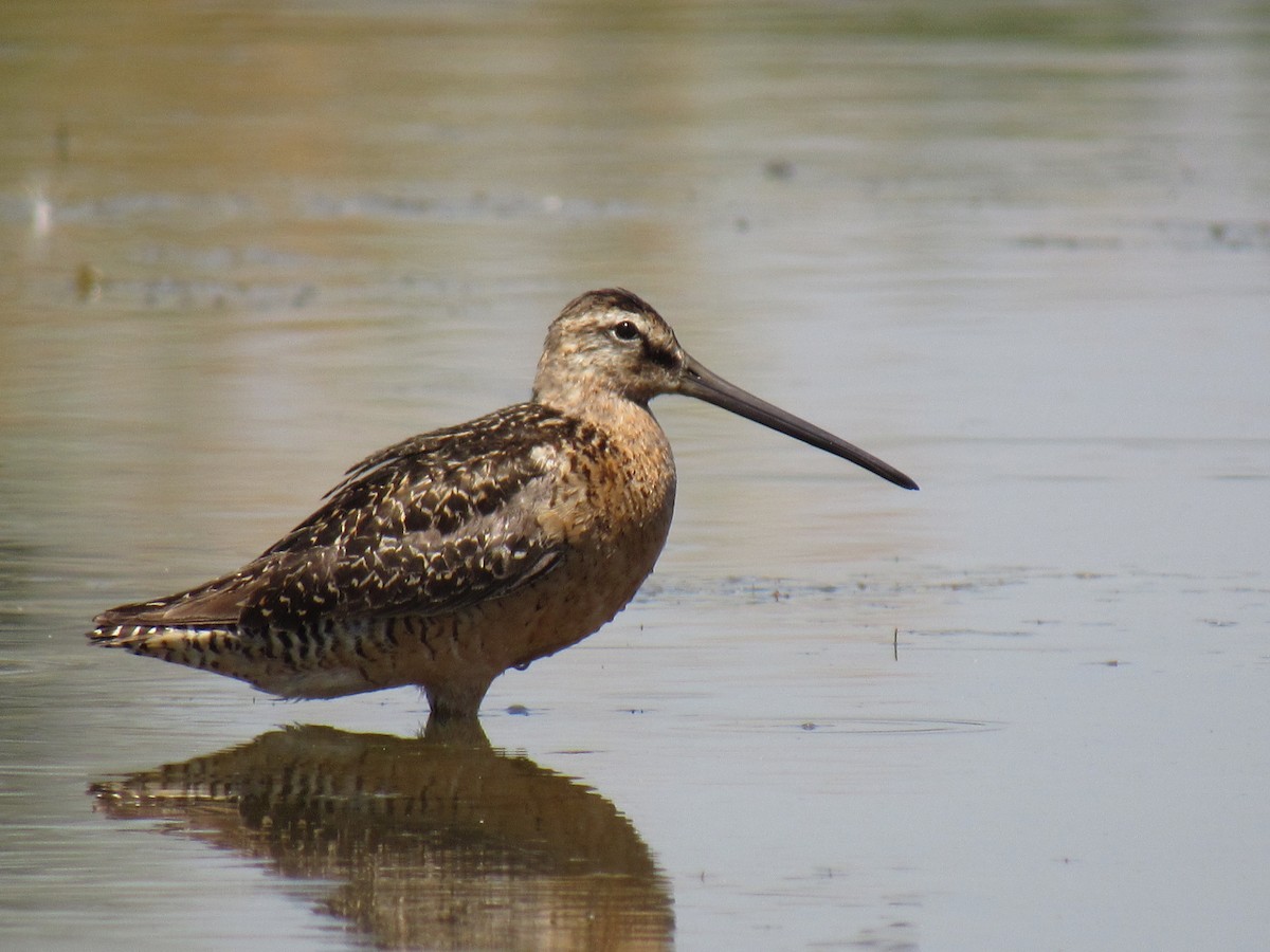 Long-billed Dowitcher - ML64118271