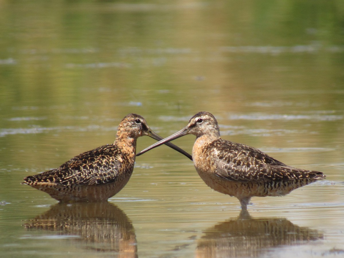 Long-billed Dowitcher - ML64118281