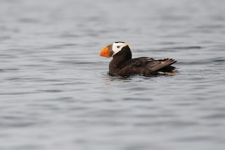 Tufted Puffin