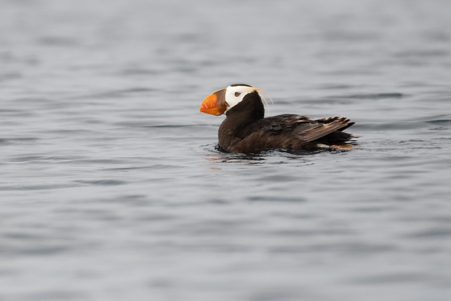 Tufted Puffin
