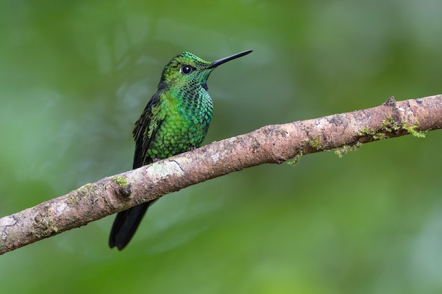 Green-crowned Brilliant