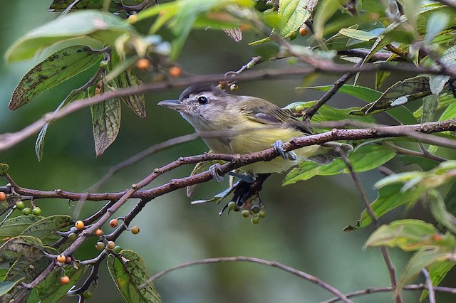 Brown-capped Vireo