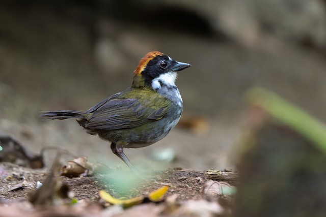 Chestnut-capped Brushfinch