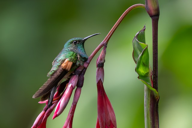 Stripe-tailed Hummingbird