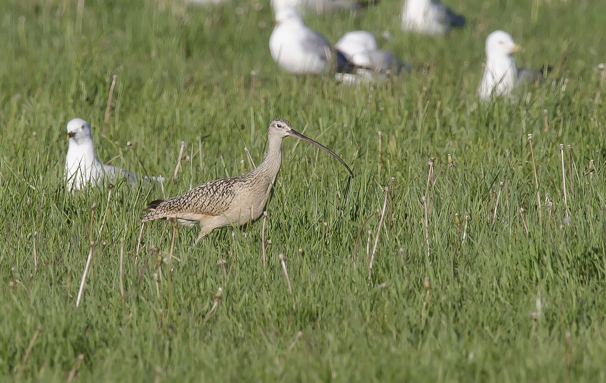 Long-billed Curlew - ML64120571