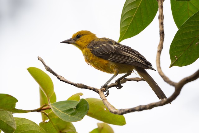 Spot-breasted Oriole