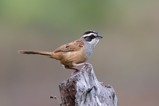 Stripe-headed Sparrow